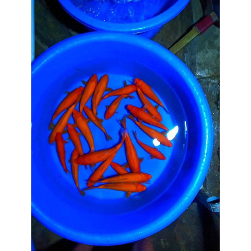 

PAKET 6 EKOR KOI BENIGOI PENJINAK GRADE A+ UKURAN 12-14CM