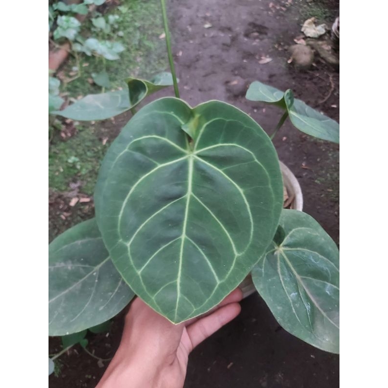 anthurium dresleri x hofmani