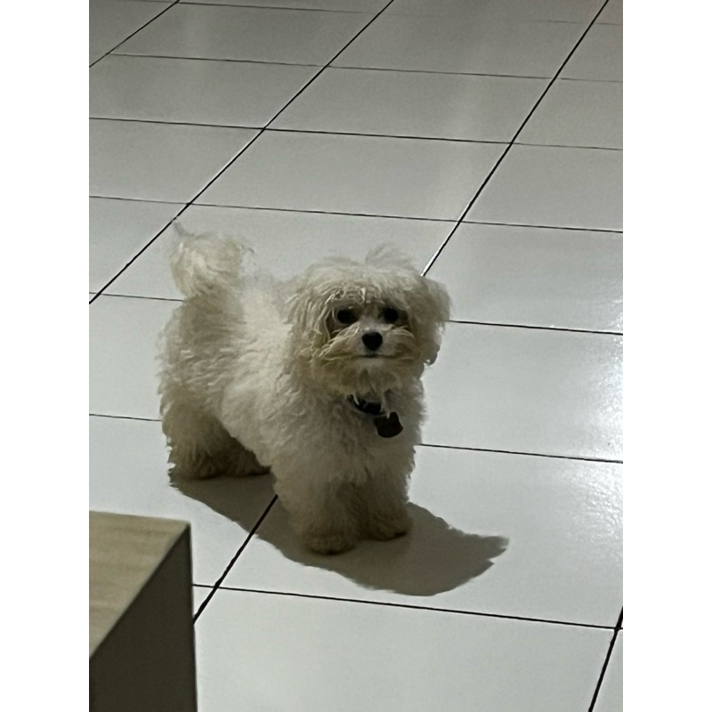 Anjing Ras Bichon Frise