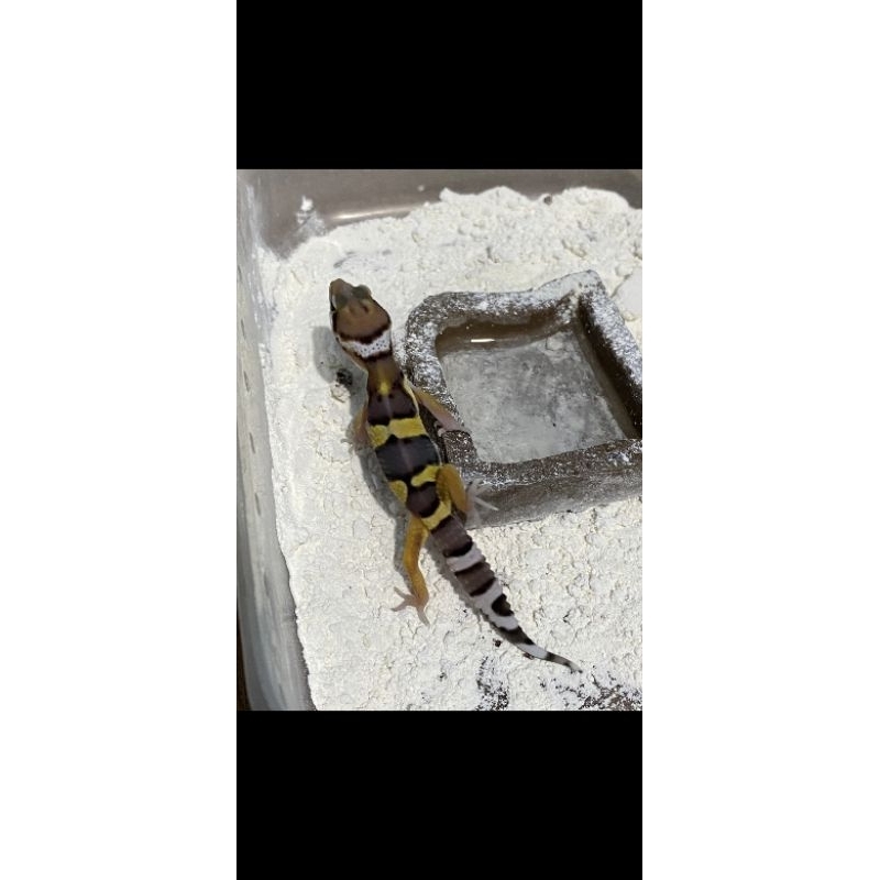 Millipede Silver | Miliped Silver Batik | Kaki Seribu Hias | Milipede