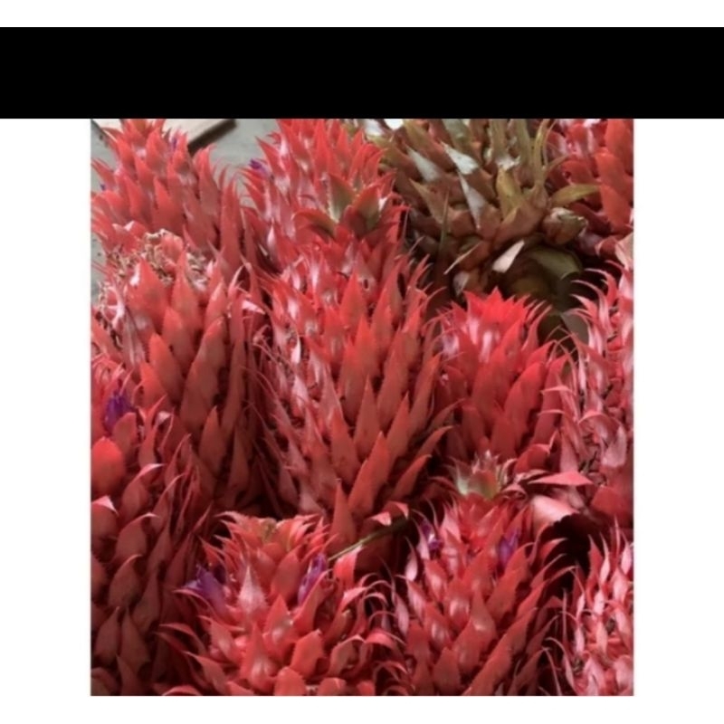 

BUAH NANAS MERAH BUAH NANAS MUDA