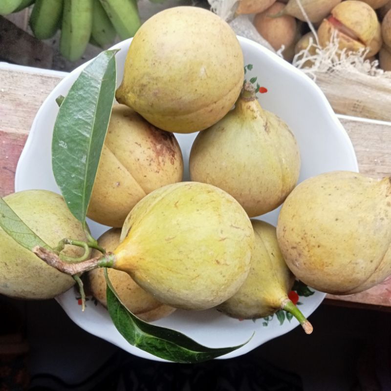 

1kg buah pala tua/muda segar