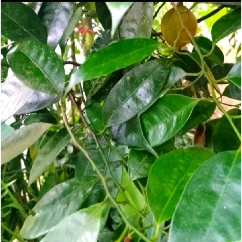 

Daun Pala segar per 100 lembar