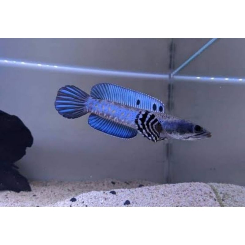 HIASAN AQUARIUM BLUE PULCRA ZISE 7-8 CM SINGLE TANK MANGAP MANGAP BISA (COD)