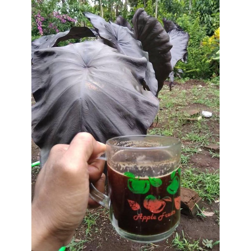 colocasia black coral ( original )