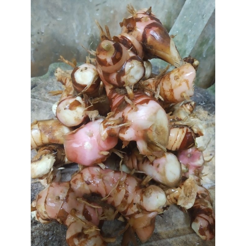 

Lengkuas | Laja Segar Berat 500gr