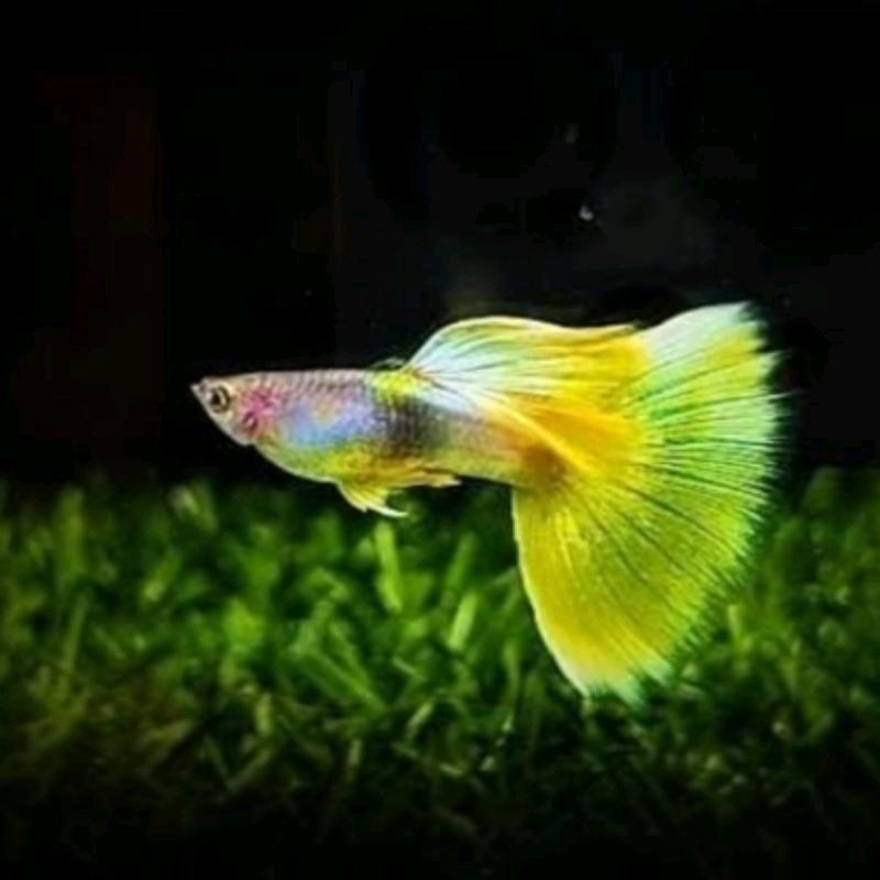 Foto Yellow pingu Guppy