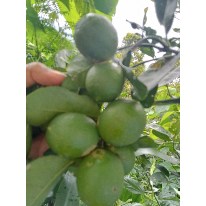 

jeruk nipis fresh 1kg