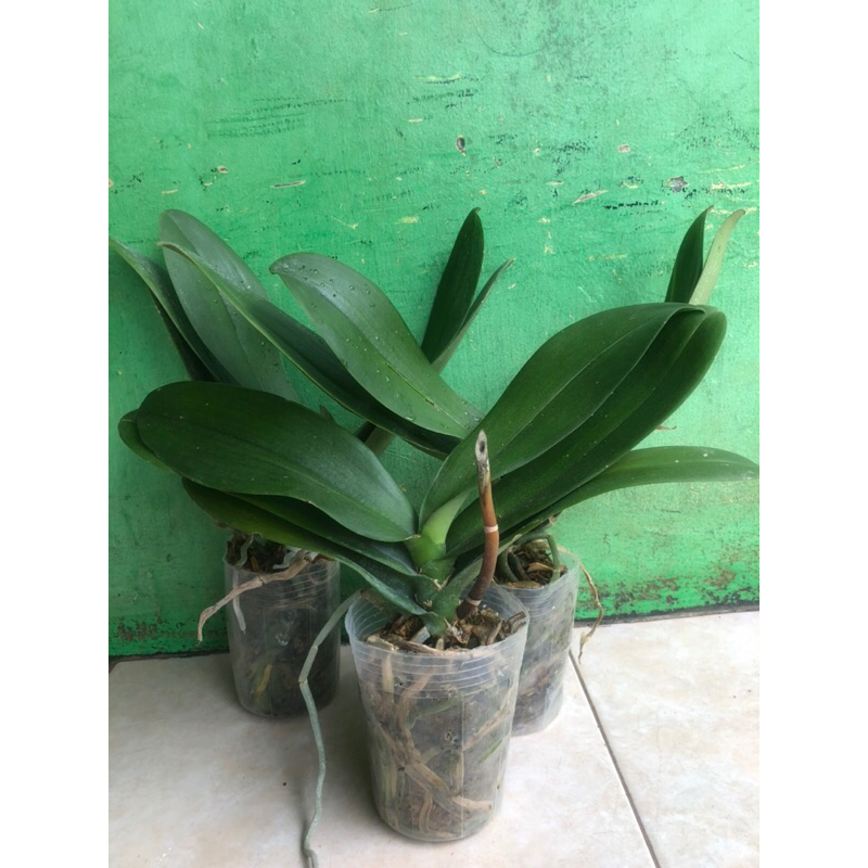 Paket 3 Anggrek Bulan pasca Bunga - Anggrek Bulan Pasca Bunga