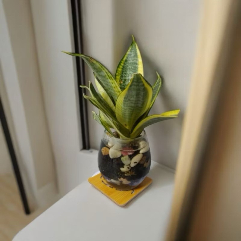 Sansivera golden hahnii asli hidup paket lengkap terjangkau tanaman hias cantik menyejukkan menyegar