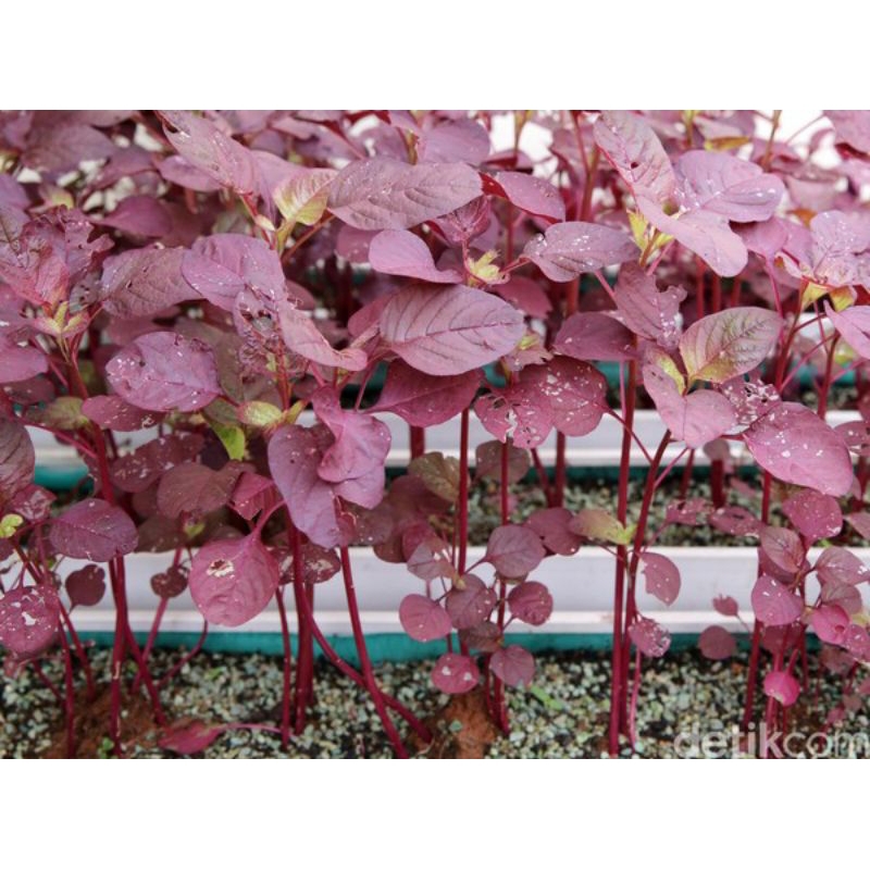 5000 BUTIR BIJI/BENIH BAYAM MERAH