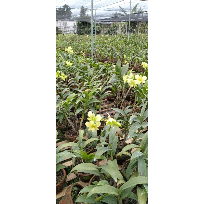anggrek dendrobium bunga hijau