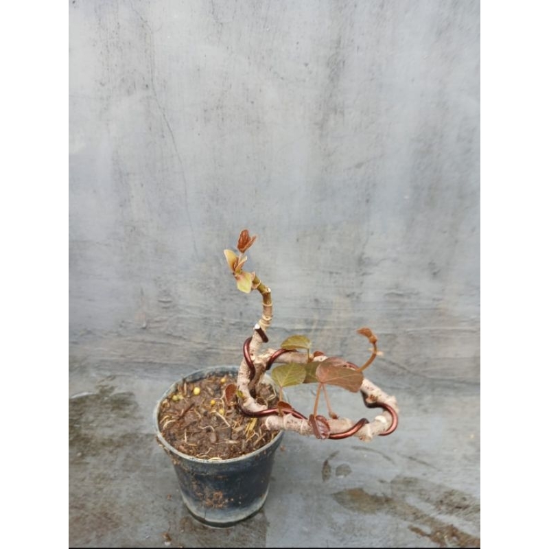 TANAMAN BONSAI WARU MERAH