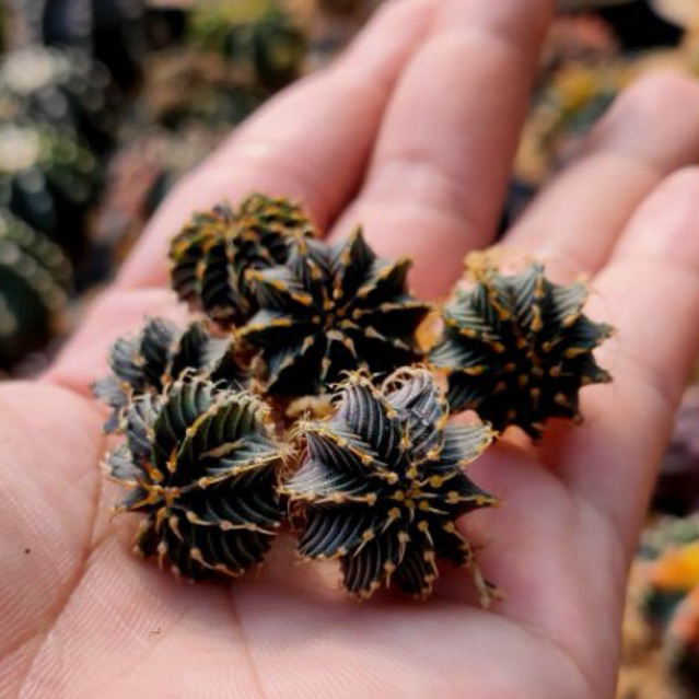 Kaktus LB 2178 Original Bukan Hybrid Gymnocalycium Mihanovichii  Seedling size 2cm Bibit Kaktus