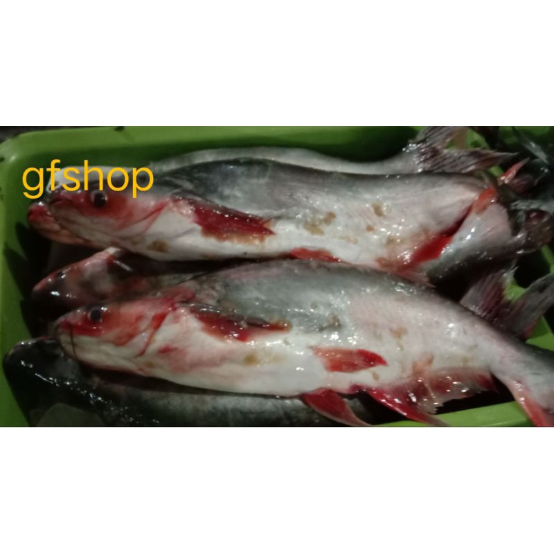 

Ikan Patin Segar 1000g (BUKAN FROZEN)