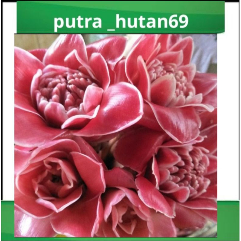 

BUNGA KECOMBRANG/BUNGA HONJE/BUNGA KUNCUP 1KG