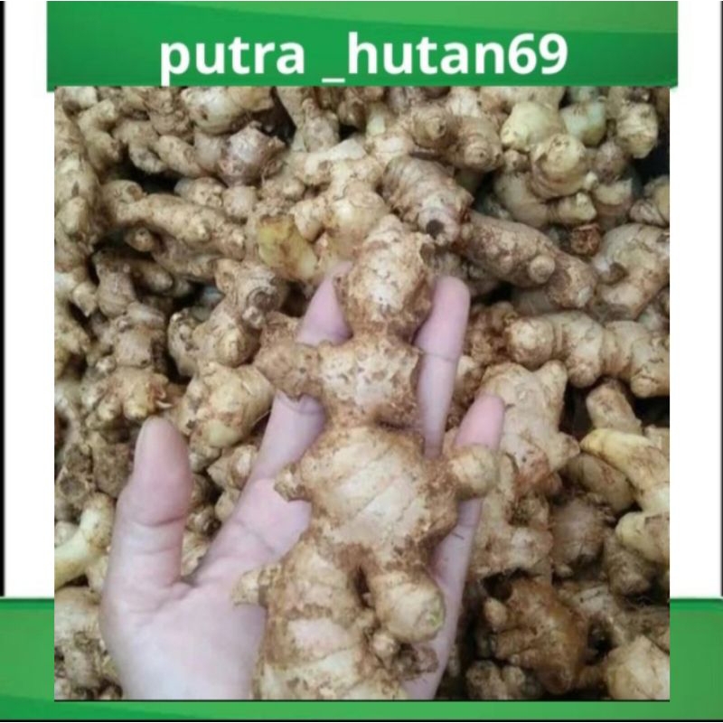

JAHE EMPRIT ASLI SEGAR SUPER 1KG