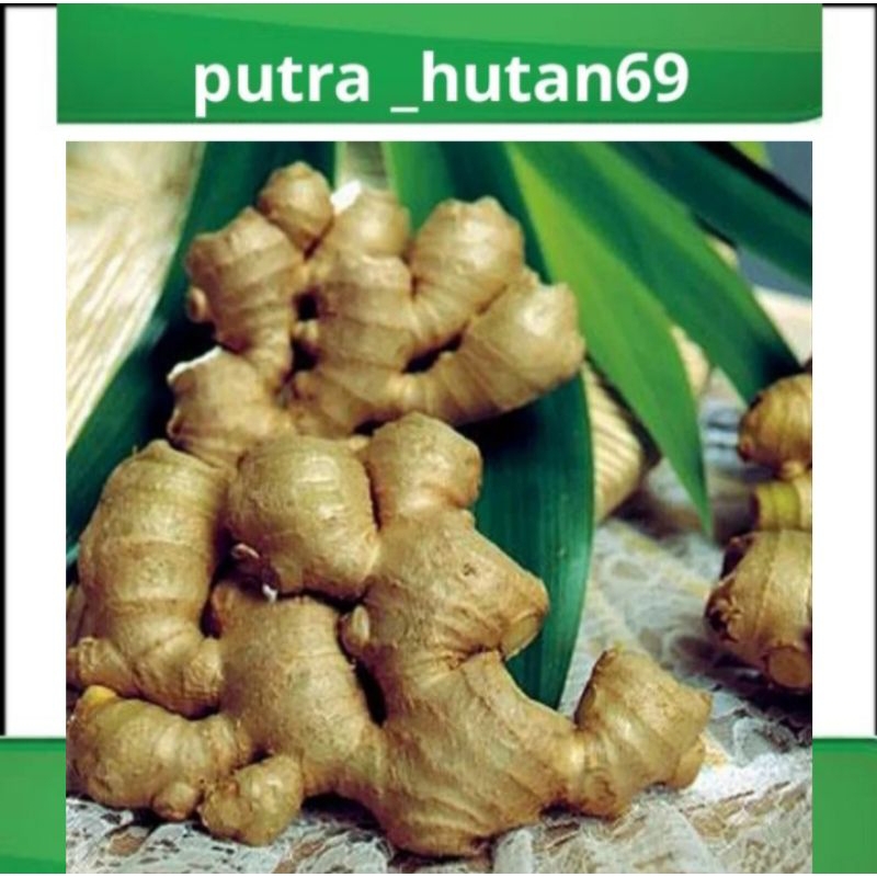 

JAHE EMPRIT SEGAR FRESH 1KG