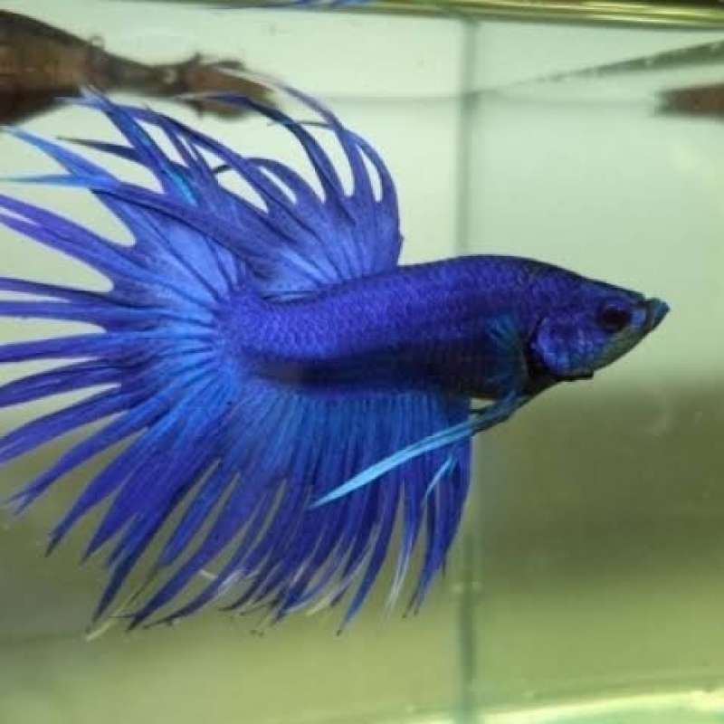 Hiasan meja ikan hias ikan cupang serit crowntail