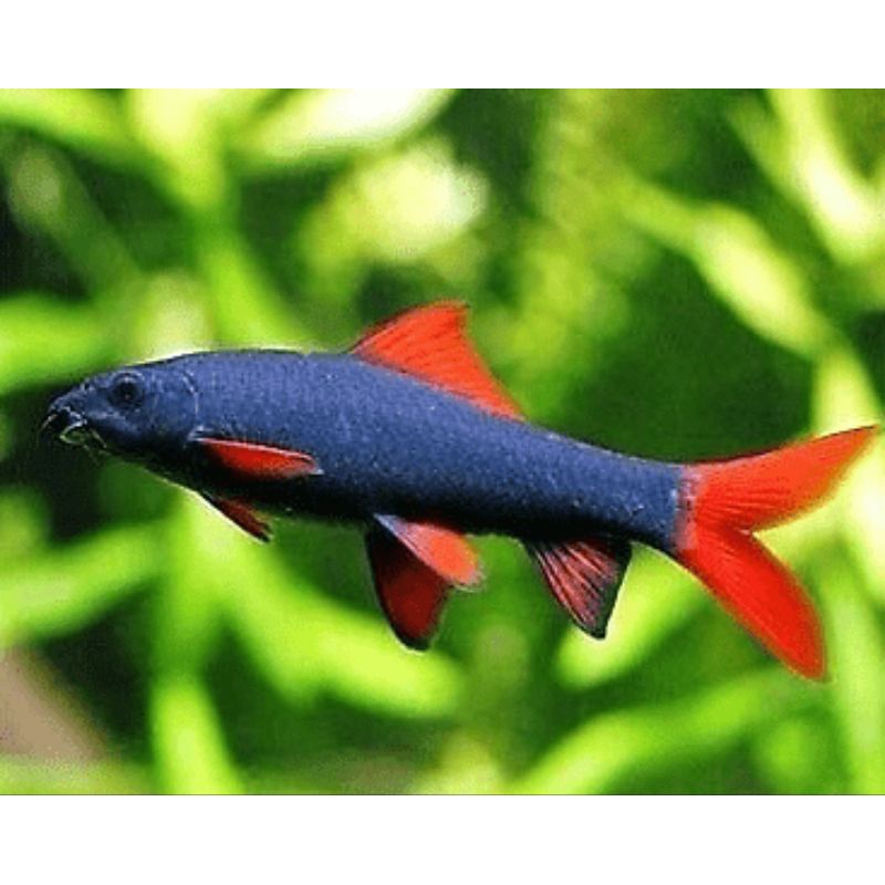 Hiasan meja Ikan hias ikan redfin