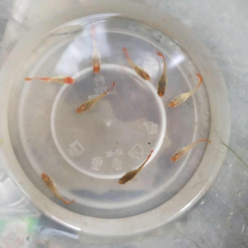 

TK gambar Guppy platinum koi (betina)