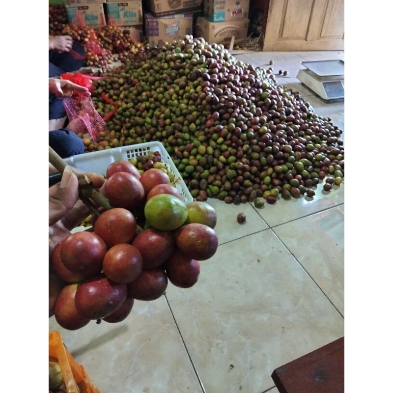 

Buah matoa 1kg.