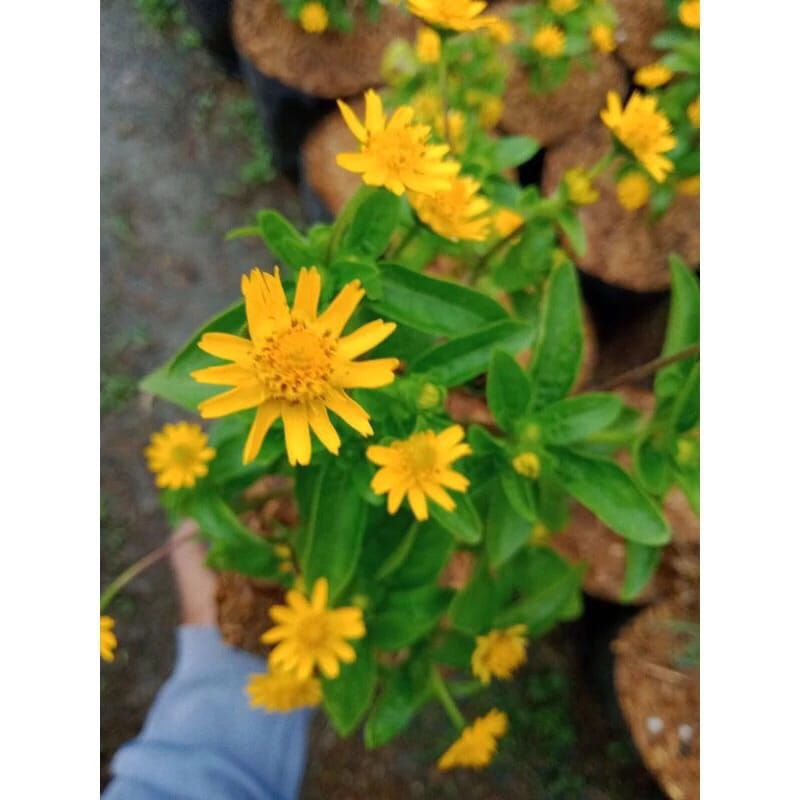 Tanaman Bunga Butter Daisy ( Melampodium)Seribu Bintang Mini pohon hidup