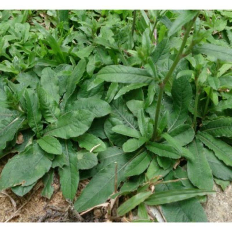 Bibit tapak Liman/tapak Liman/daun tapak Liman per pic