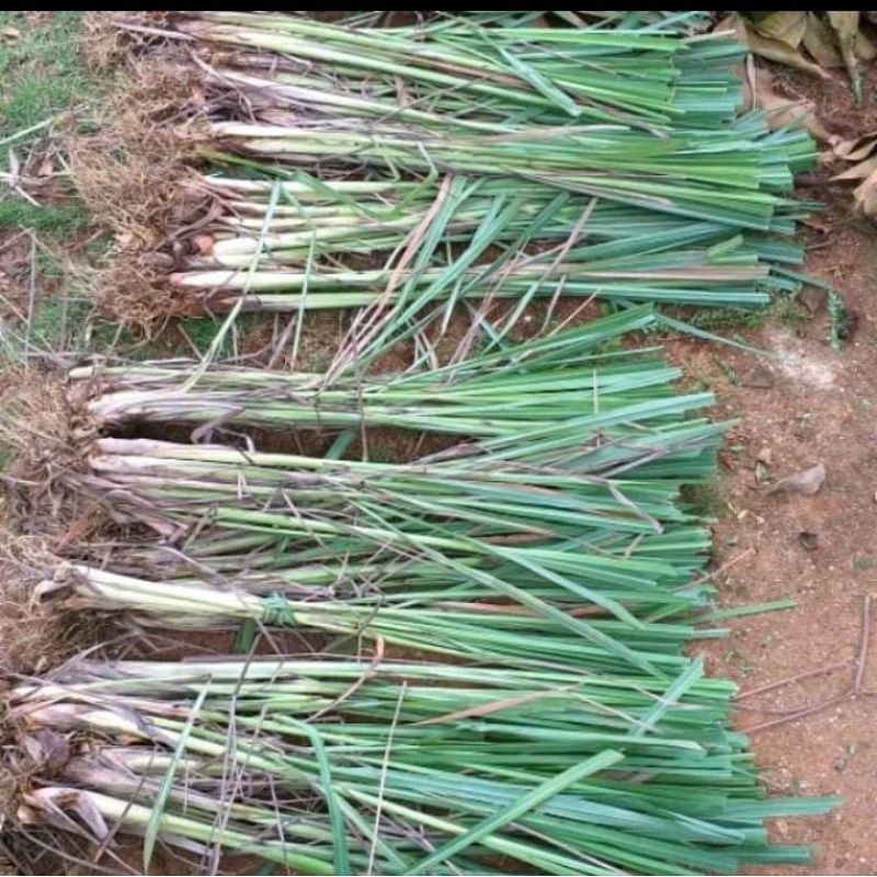 

Bibit tanaman sereh sayur bibit daun sereh sayur 50 batang /1kg