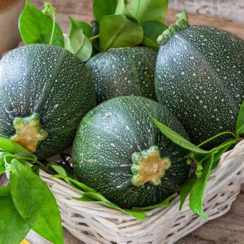 5 BUTIR BENIH ZUCCHINI BULAT WARNA HIJAU