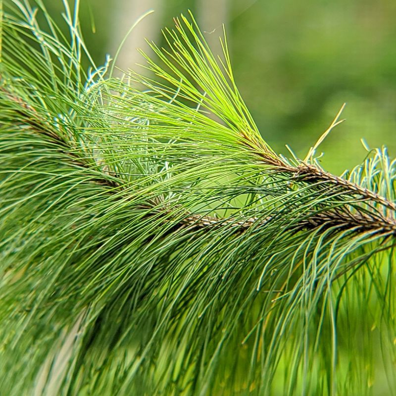 

Daun pinus segar | dipetik langsung dari pohonnya