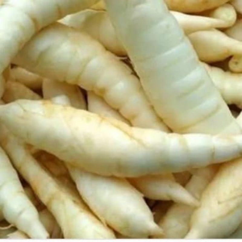

UMBI GARUT SEGAR OBAT HERBAL ALAMI NETTO 250 GRAM