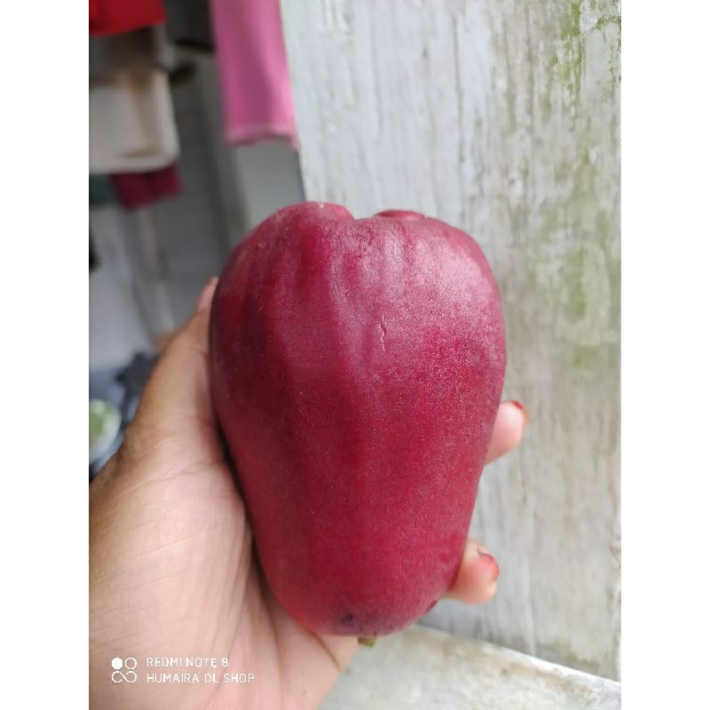 

Buah jambu Bol manis lembut