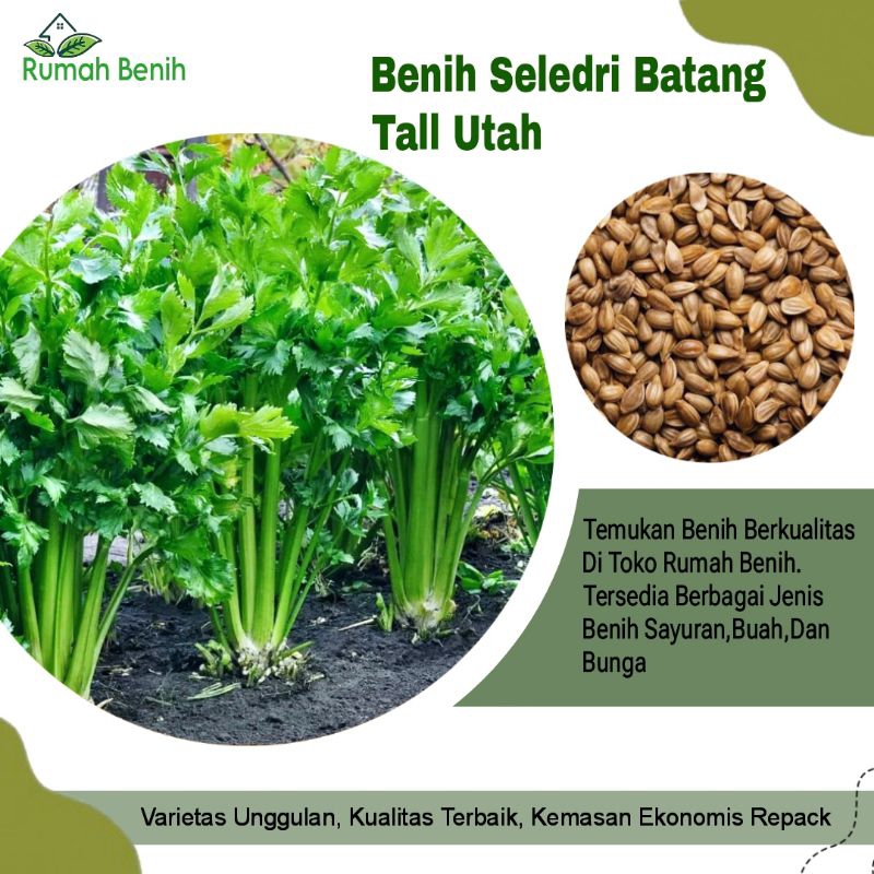 Benih Seledri Batang Tall Utah / Bibit Seledri Tall Utah / Benih Seledri Jumbo / Seledri Batang