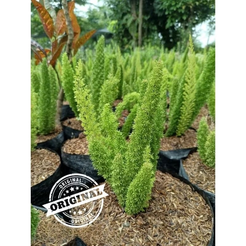 ( bisa cod )Tanaman hias ekor tupai / tanaman hias hidup / pohon hias unik