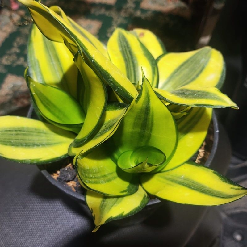 Daun Sansevieria Green Mould Var Sansivera Green Mol Varigata