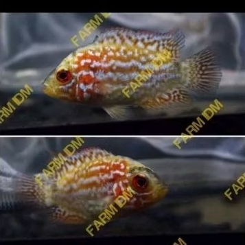 Launching Burayak Louhan Golden Base Kamfa Thailand 3/4 cm Full Pelet