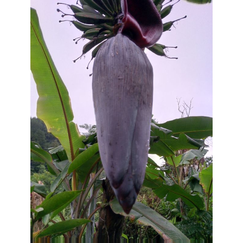 

jantung pisang kepok mantap