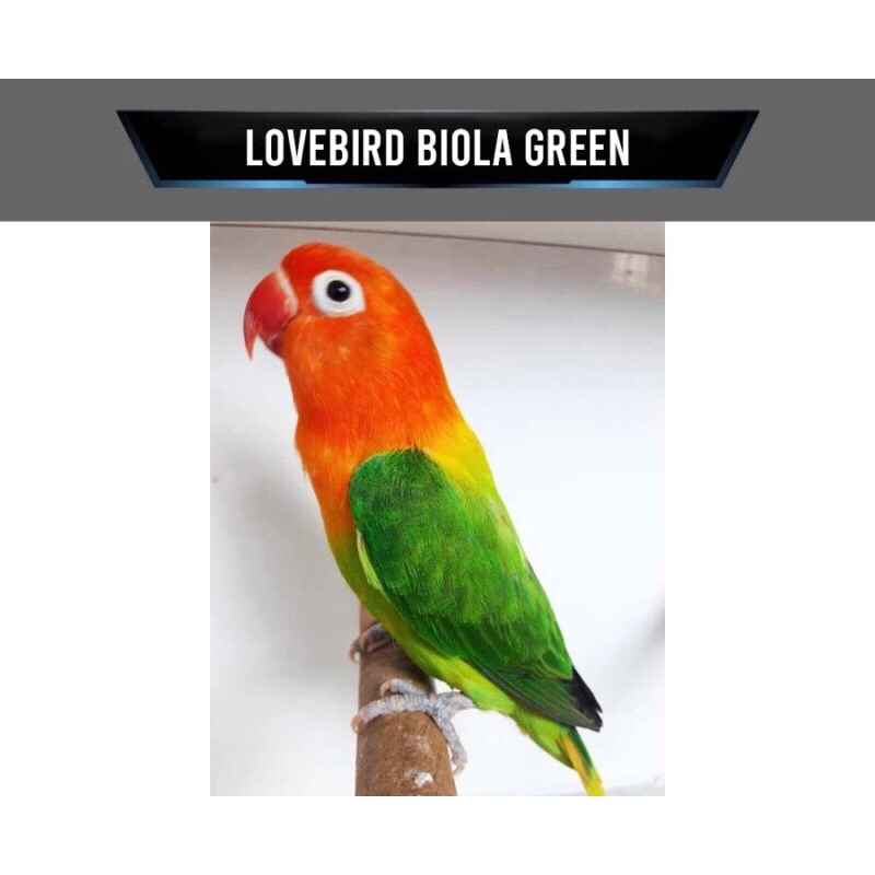 Burung Lovebird Biola Green pilihan