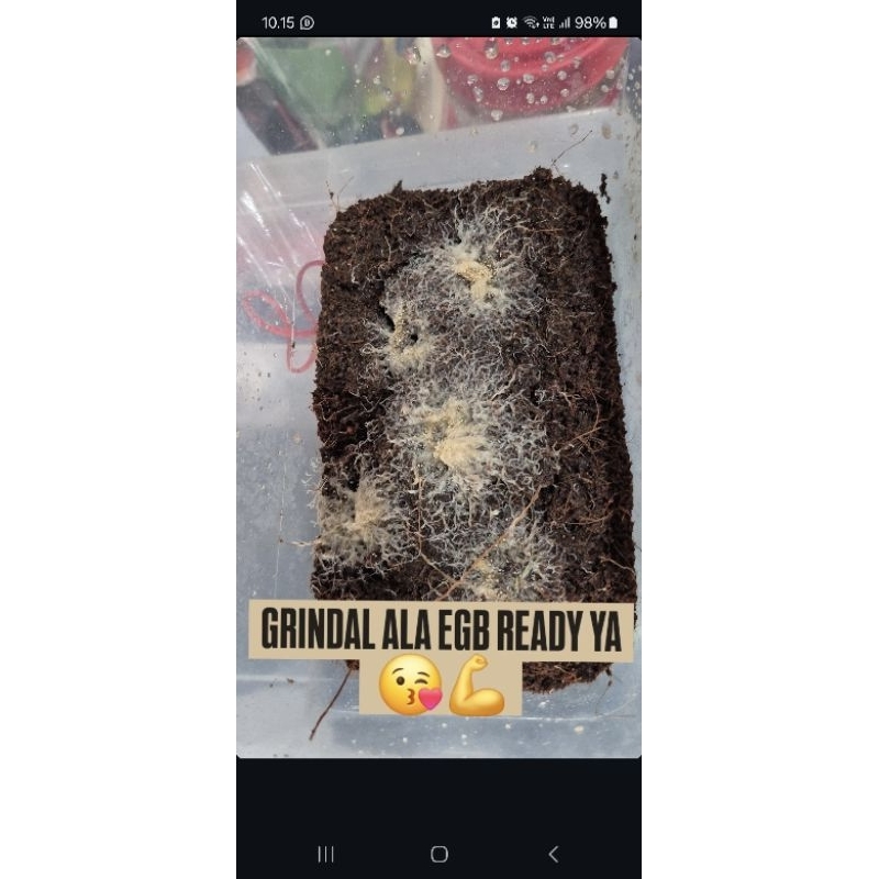 Macroworm/Grindal worm