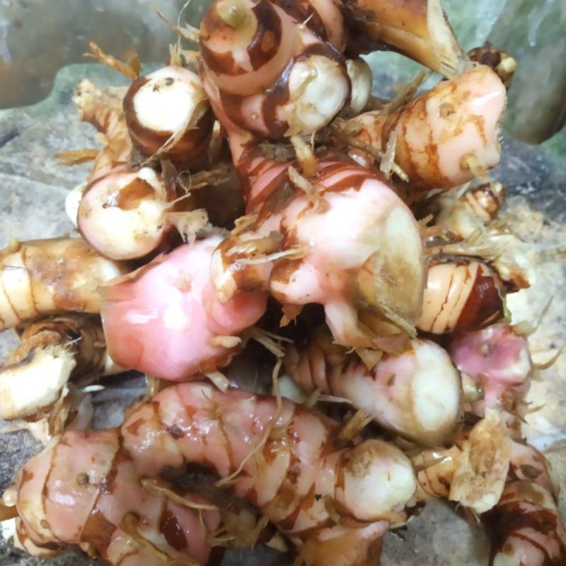 

Ready lengkuas merah segar 500gr