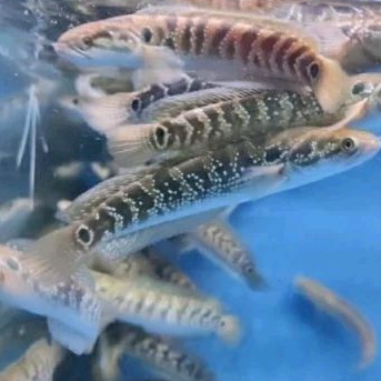 

CHANA ASIATIKA WS_KADO HIASAN AQUARIUM UKURAN 4 CM