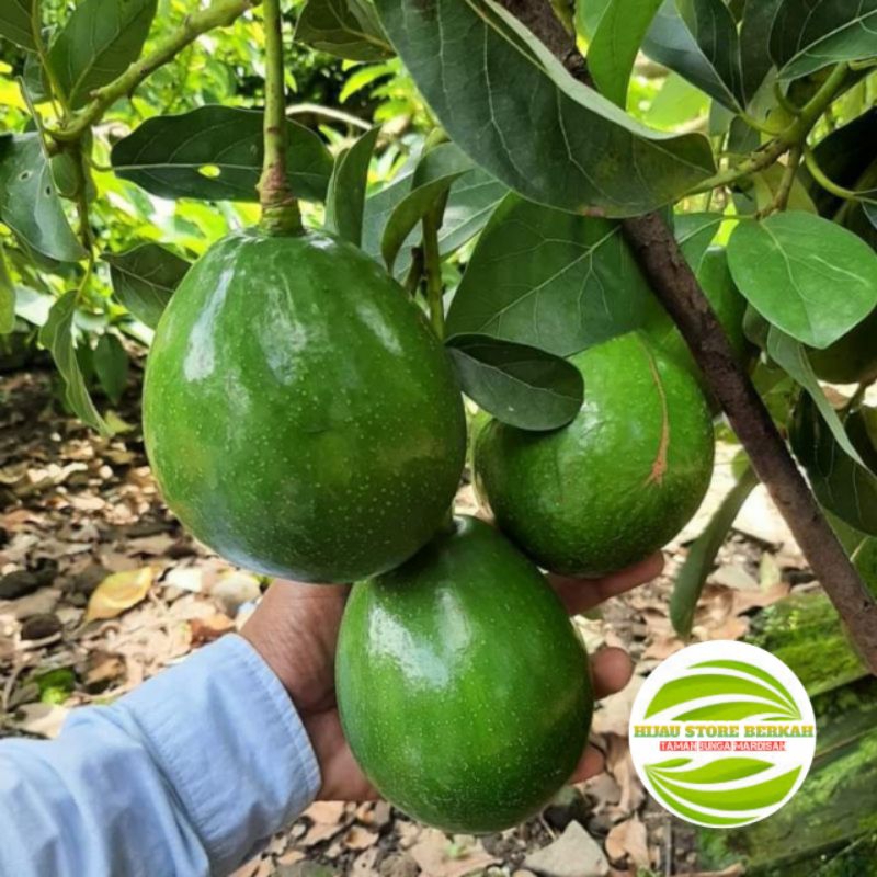Bibit ALPUKAT MIKI - BERBUAH JENIS MIKI DEPOK