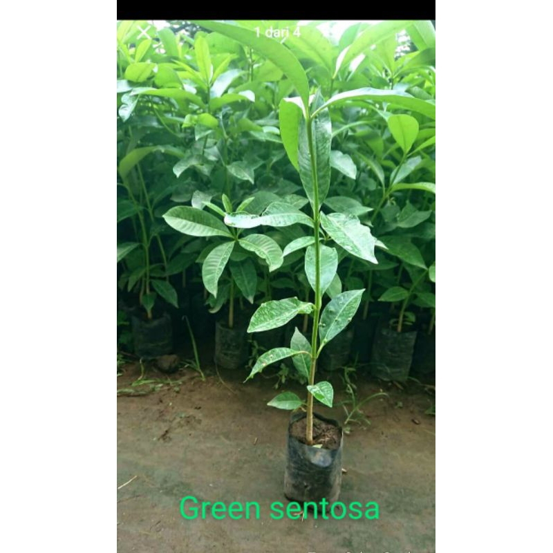 bibit pohon pule siap tanam