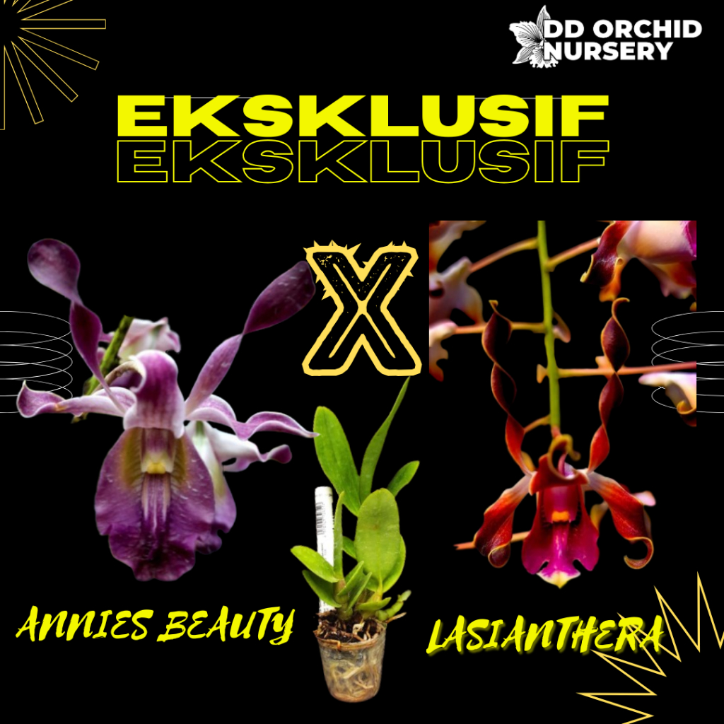 DD Orchid Seedling Anggrek Dendrobium Annies Beauty X Den. lasianthera