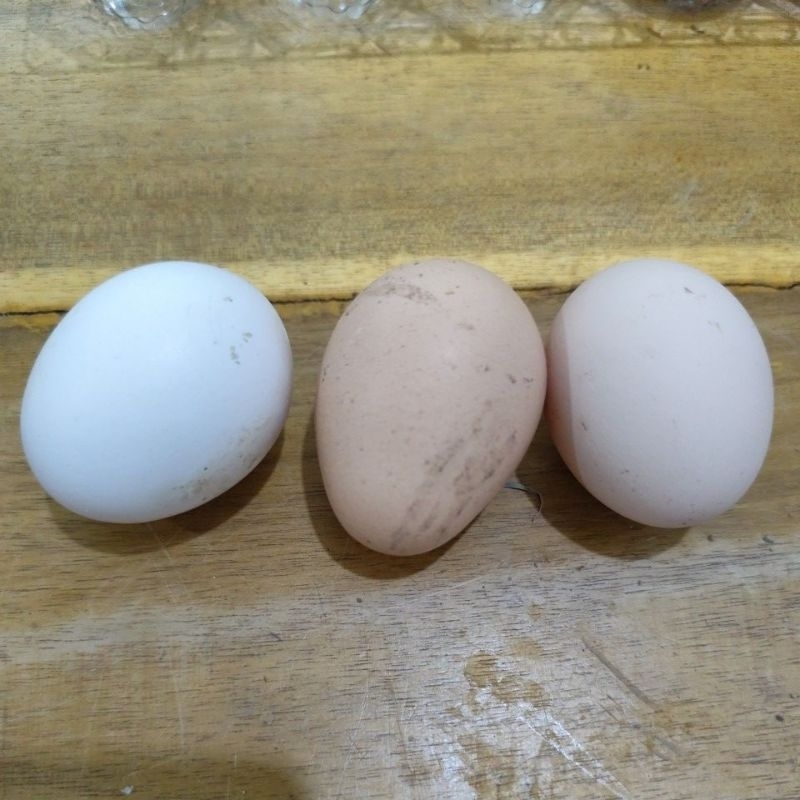 

Telur Kampung per biji