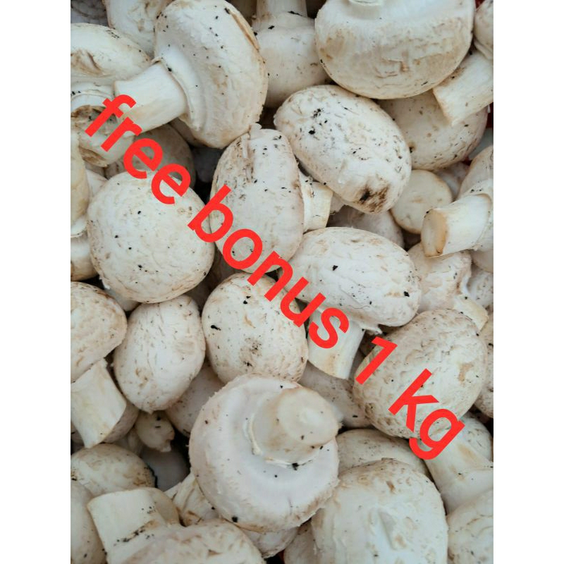 

jamur campignon 250gr + gratis bonus