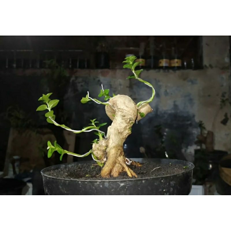 meliuk sancang 350000