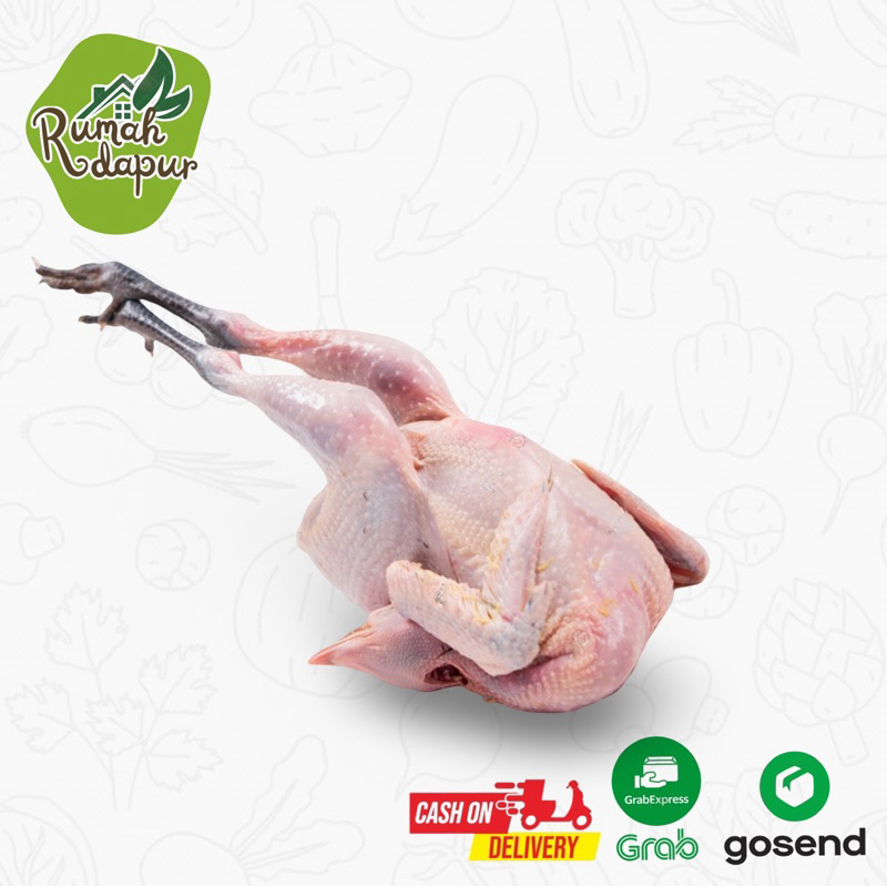 

AYAM KAMPUNG PER EKOR