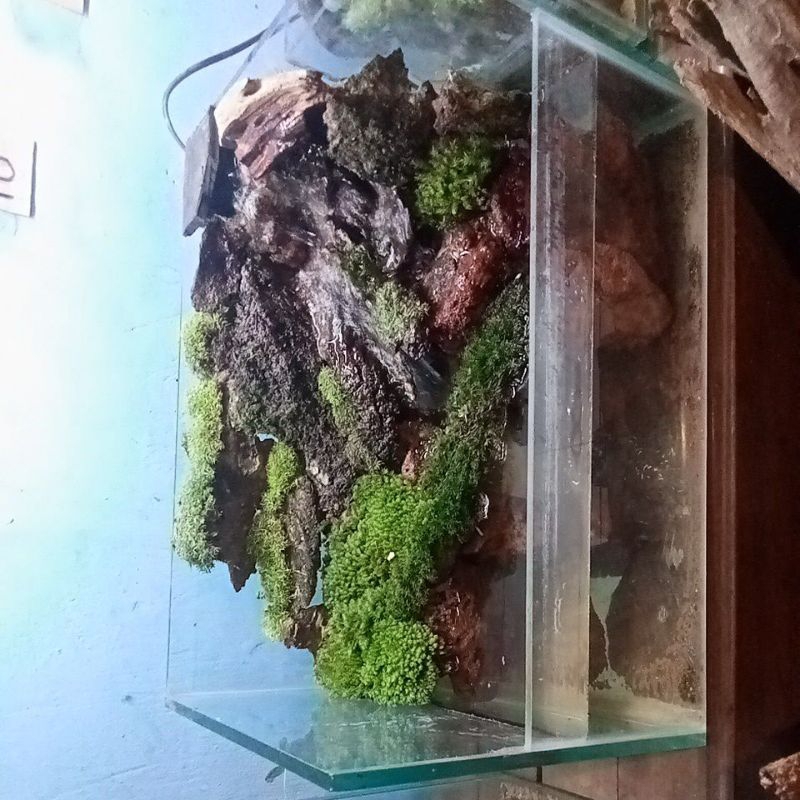 paludarium 40*30*30